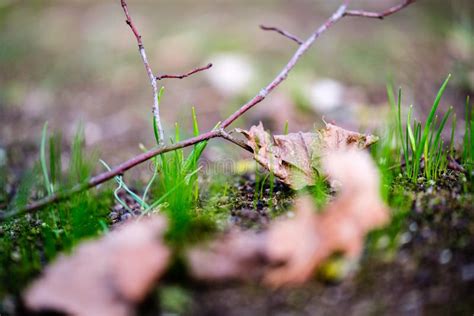 First Green Grass Growing From Naked Spring Soil Stock Photo Image Of