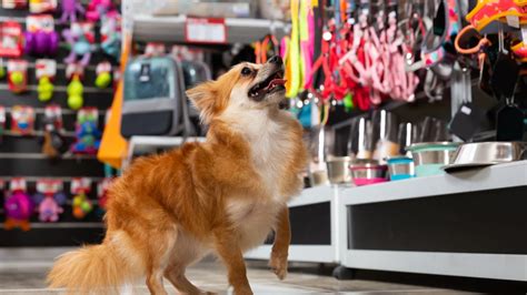 Desvendando Os Melhores Sistemas Para Pet Shop Transforme Seu Neg Cio Hoje