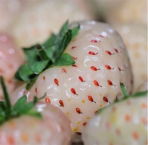 9 Bizarre Fruit And Vegetable Hybrids You Never Knew Existed