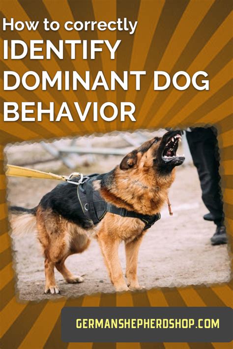 How To Correctly Identify Dominant Dog Behavior Dog