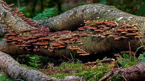 17 Fascinating Fungi Facts You Would Like To Know Right Now Kidadl