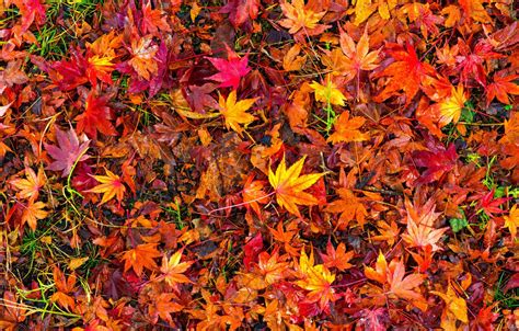 44 Fall Leaves Hd Wallpapers Wallpapersafari