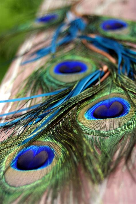 Beautiful Peacock Feather Images Hd Draw Bonkers