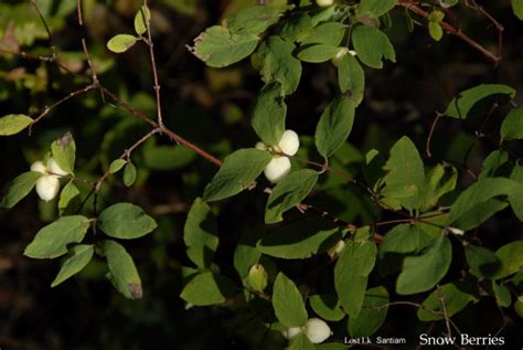 Wildflowers Found In Oregon Common Snowberry