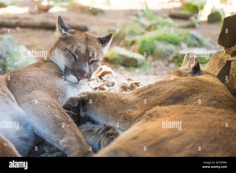 Sleeping Lion Mountain High Resolution Stock Photography And Images Alamy