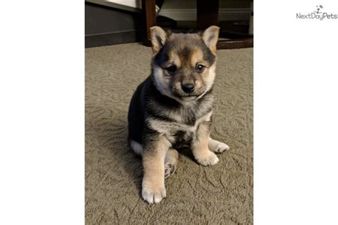 We did not find results for: $995 Vegas: Shiba Inu puppy for sale near Las Vegas, Nevada. | 0d6bc698-36e1