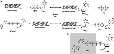 Chemical Reactions Of Dna Polymerization And Atp Mediated Download