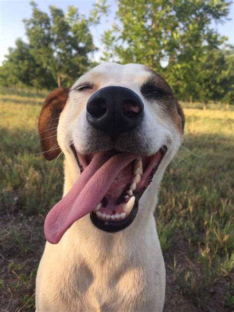 Farm Dogs Are The Happiest Dogs Aww