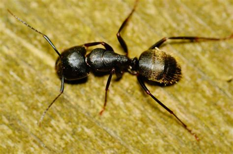 Warning Signs Of Carpenter Ants Have You Got An Infestation