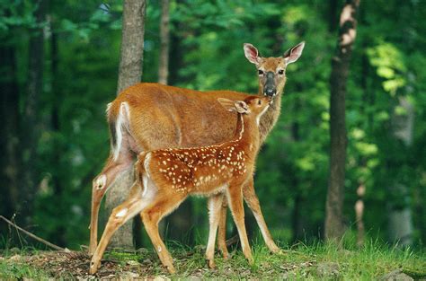 White Tailed Deer Doe And Fawn Photograph By Stephen J Krasemann