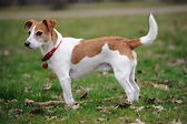 Jack Russell Terrier - Hunderasse mit Bild, Info, Temperament ...