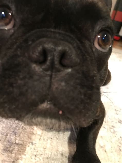 Do French Bulldogs Get Pimples