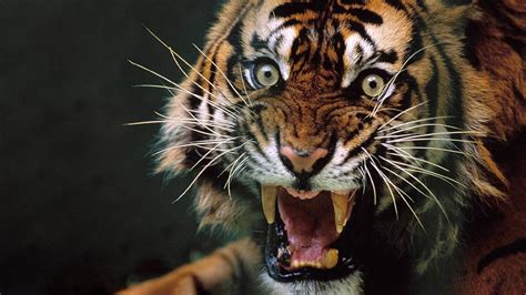 Angry Tiger With Red Eyes