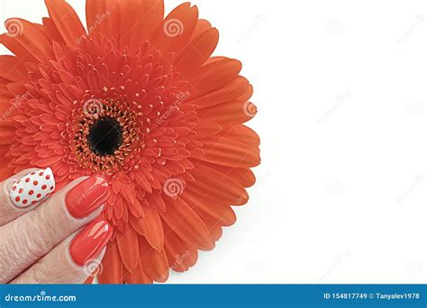 Female Hand Beautiful Manicure Elegance Gerbera Flower Stock Image Image Of Girl Health