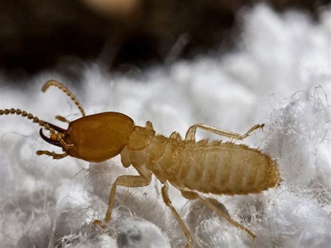 Formosan Termites Damage Treatment And Control