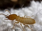 What Do Termites Look Like? Termite Appearance Information / Pest ...