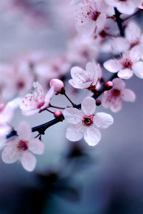🔥 Download Cherry Blossom Iphone Wallpaper Hd By Michaelhammond