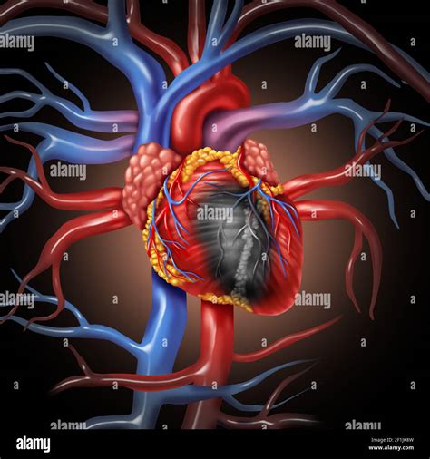 Heart Disease Anatomy Hi Res Stock Photography And Images Alamy