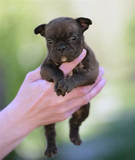 We have colors ranging from blue, grey, fawn, merle, cream, white and black french bulldog puppies for sale, love starts with a wet nose and ends with a tail. 86 best French bulldog puppy for sale images on Pinterest