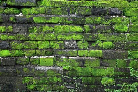Texture Of Old Stone Wall Covered Green Moss In Fort Rotterdam