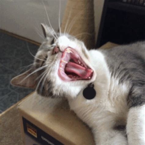 Tired Cat Meme Cat Screaming S Dozorisozo