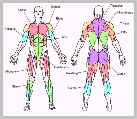 Body Muscle Diagram And Names 16 Muscular System Diagrams Images