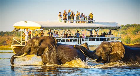 Top 5 Reasons You Have To Visit Chobe National Park