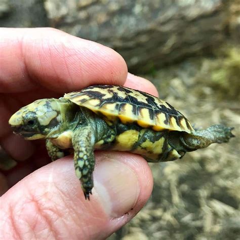 Small Tortoise For Sale Baby Tiny Tortoise For Sale Small Pet Tortoises