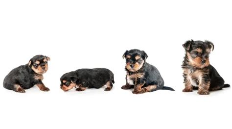 Yorkie Growth Chart Male And Female Weight And Height Love Your Dog