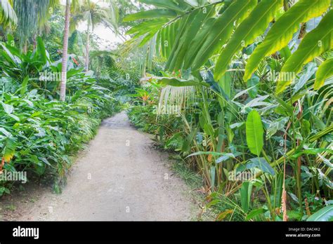 La Vegetación De La Selva En Jamaica El Caribe Fotografía De Stock Alamy