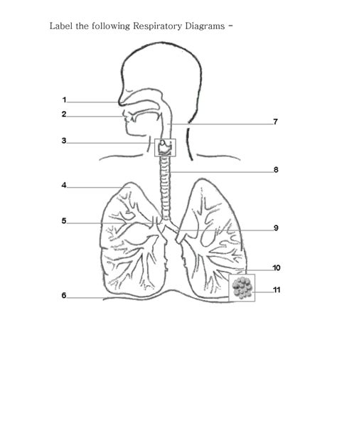 Respiratory System Diagram Quizlet