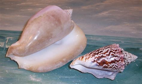 Lavender 7 Florida Keys Beach Collected Milk Conch Shell Seashell