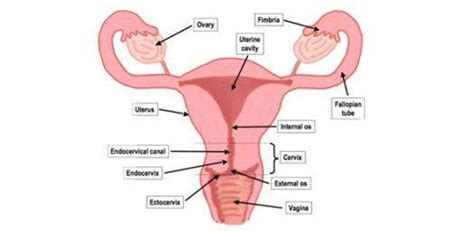 Human reproductive system is an internal organ system via which humans reproduce and bear offspring. Female reproductive system diagram labeled