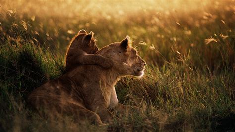 African Lion Full Hd Desktop Wallpapers 1080p