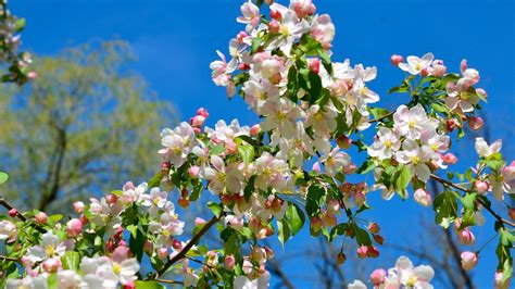 Apple Tree Branches Bloom Spring In Blue Sky Background Hd Flowers