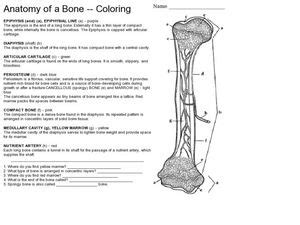 Add the labels in the list to the diagram. Anatomy of a Bone - Coloring Worksheet for 7th - 12th ...