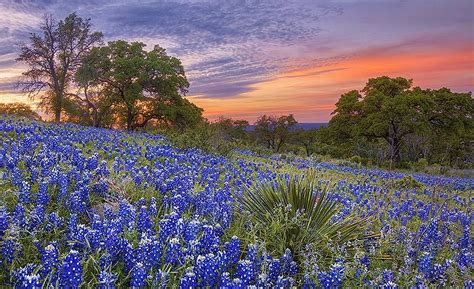 Idea By Joan Mcfarland On Photos I Like Texas Sunset Wildflowers