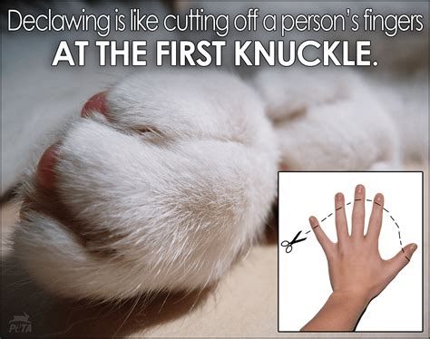 New York Passes Bill Banning The Declawing Of Cats Pamelyn