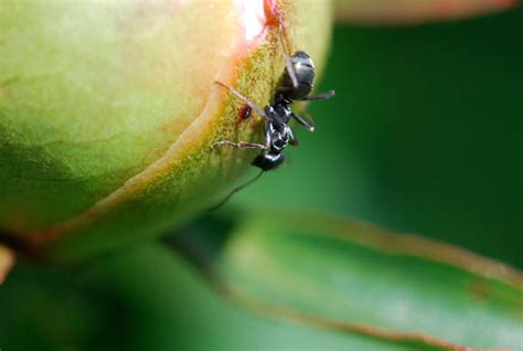 Ant Morphology Wild About Ants