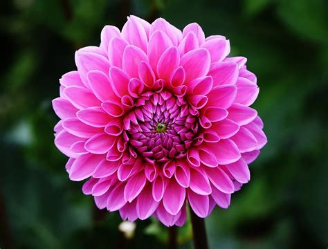 Dahlia Flower Petals Pink Free Photo On Pixabay Pixabay