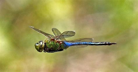 Ohio Birds And Biodiversity Dragonfly Swarms