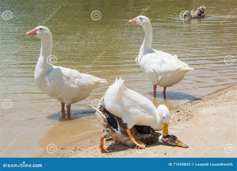 Three Ducks Having Sex On The Beach Stock Image Image Of Beach Lake