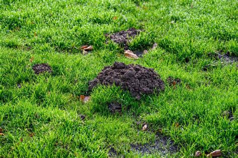 Fresh Pile Of Dirt From A Mole Hole In A Lush Green Lawn Covered With