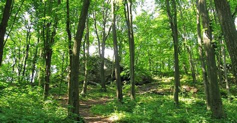 Rezerwat Zielona Góra na Jurze Olsztyn koło Częstochowy Jura