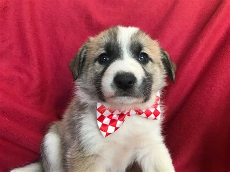 Maremma sheepdog puppies for saleselect a breed. Great Pyrenees Sheepdog Mix Mix puppy for sale in ...
