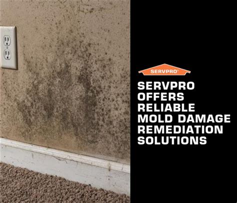 Mold Vs Mildew What Is The Difference Restoration 1
