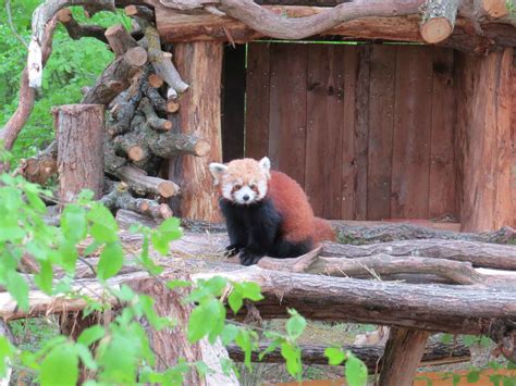 Diaporama Lorraine Arrivée De Trois Pandas Roux Au Parc Animalier De