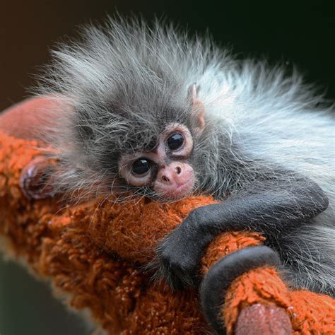 Meet Estela The Hand Reared Baby Spider Monkey Zooborns