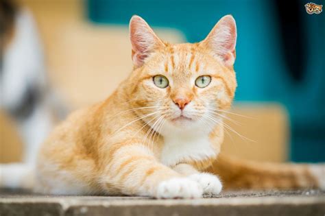 Because so many are sought after for their fur, their numbers are in. 3 Common Cat Ailments and How to Deal With Them | Pets4Homes