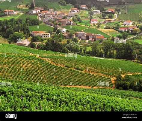 Beaujeu Wine Hi Res Stock Photography And Images Alamy